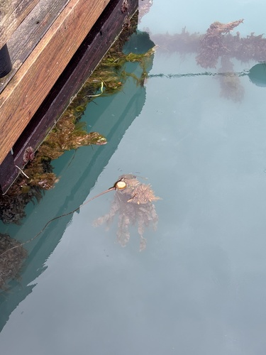Bull Kelp