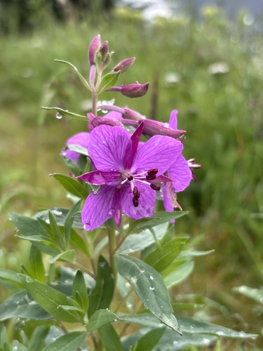 Dwarf Fireweed