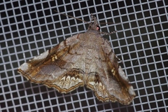 Pangrapta flavomacula