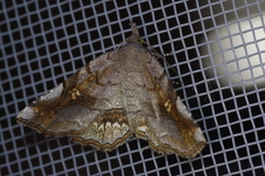 Pangrapta flavomacula