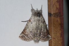 Macrobarasa xantholopha