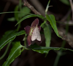 Arta epicoenalis