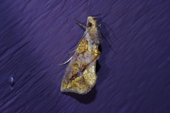 Plusiodonta coelonota