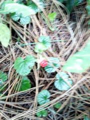 Rubus pumilus