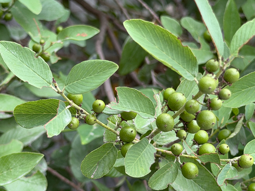 Karwinskia humboldtiana, photograph 2