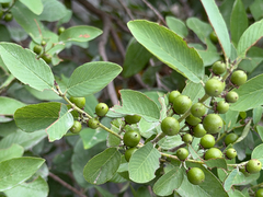 Karwinskia humboldtiana, photograph (c) Cody Hinchliff, some rights reserved (CC BY)