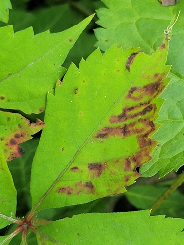 Phyllocnistis vitegenella complex photo 5