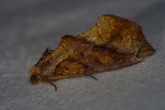 Plusiodonta coelonota