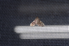 Piletocera aegimiusalis