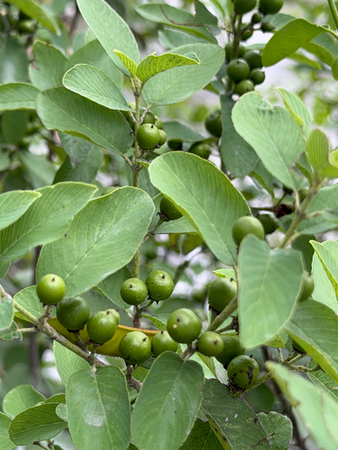 Karwinskia humboldtiana, photograph 3