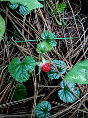 Rubus pumilus