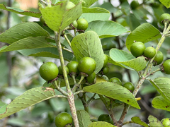 Karwinskia humboldtiana, photograph (c) Cody Hinchliff, some rights reserved (CC BY)