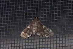 Piletocera aegimiusalis