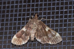 Piletocera aegimiusalis