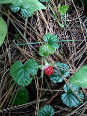 Rubus pumilus
