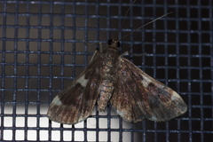 Piletocera aegimiusalis