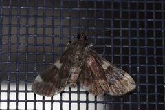 Piletocera aegimiusalis