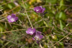Sidalcea malviflora malviflora