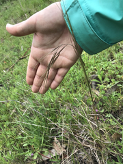 Nassella pulchra