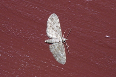 Eupithecia kuroshio