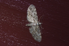 Eupithecia kuroshio