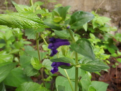 Scutellaria dumetorum