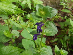 Scutellaria dumetorum