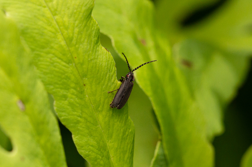 Dotted Firefly
