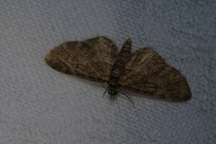 Eupithecia kuroshio