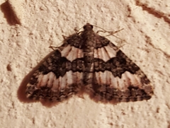 Chrysolarentia gypsomela