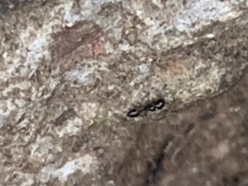 Monomorium ergatogyna