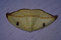 Callidrepana melanonota