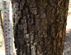 Quercus scytophylla