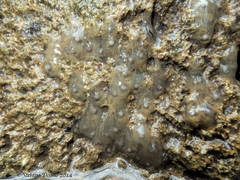 Salamandrina perspicillata