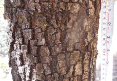 Quercus scytophylla