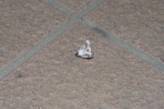 Eutelia adulatricoides