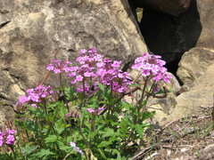 Glandularia canadensis