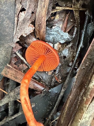 Cortinarius persplendidus