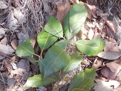 Quercus scytophylla