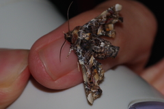 Eutelia adulatricoides