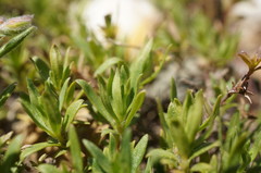 Thymus roegneri