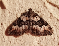 Chrysolarentia gypsomela