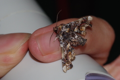 Eutelia adulatricoides