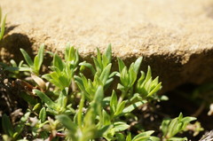 Thymus roegneri