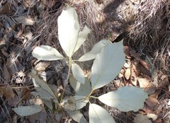 Quercus scytophylla