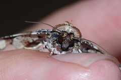 Eutelia adulatricoides