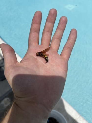 Western Cicada-killer Wasp