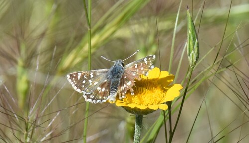 Orbed red-underwing skipper