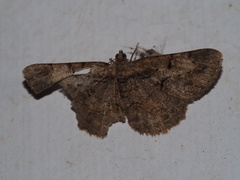 Psilalcis pulveraria