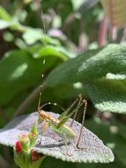 Scudderia